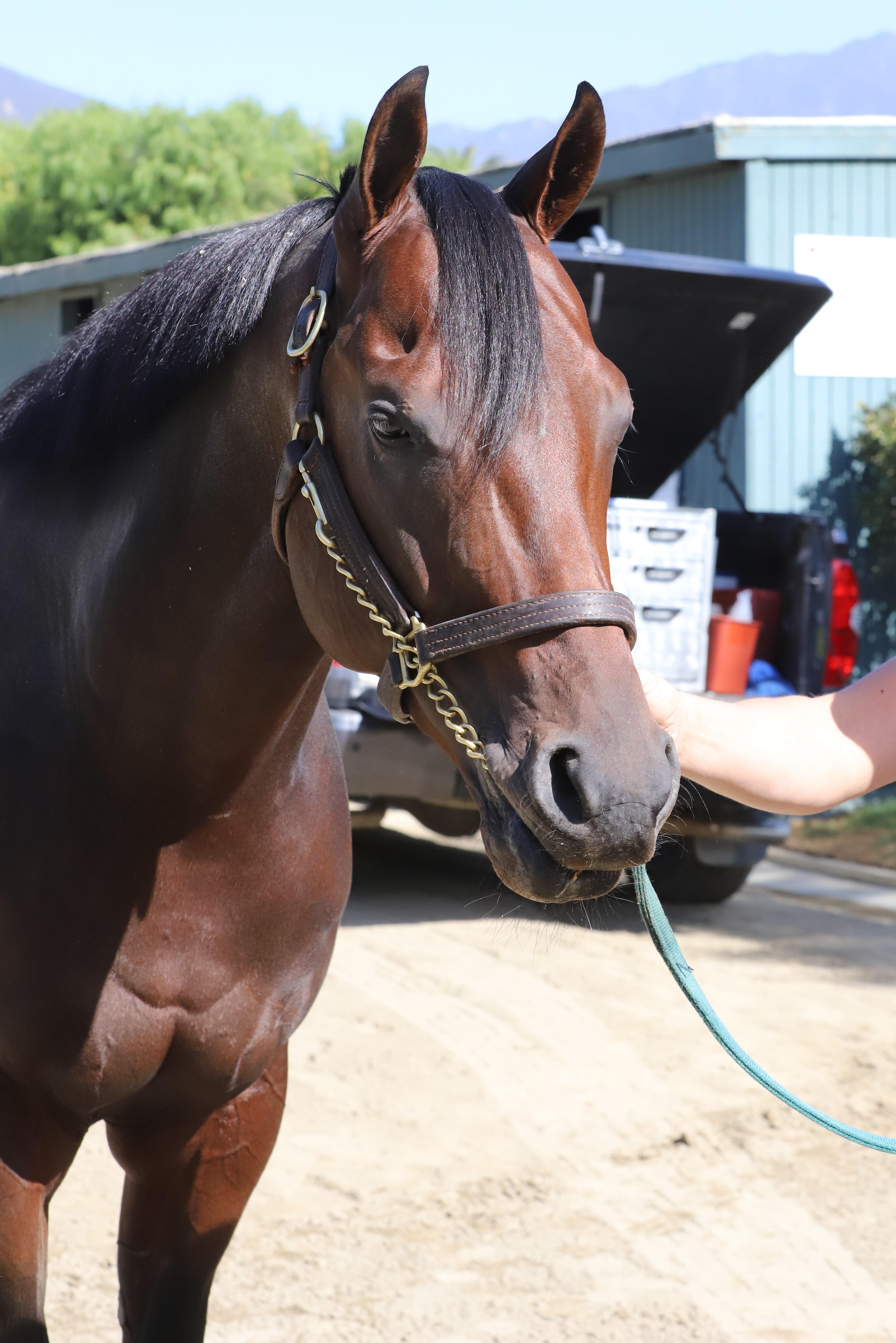 Stubbins, the horse with a big personality and a lovely heart